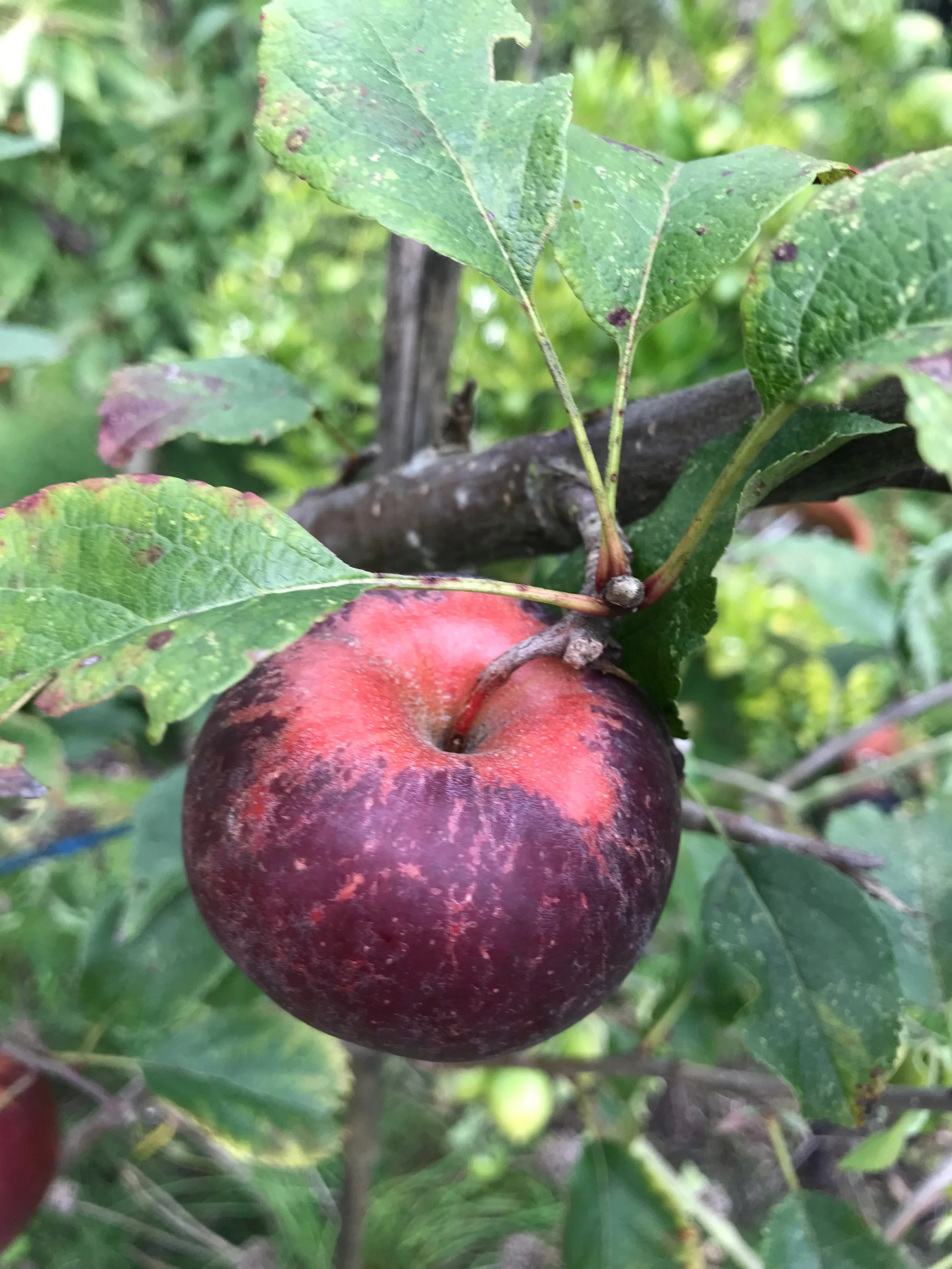 Apple - レッドイーグル Regent.png